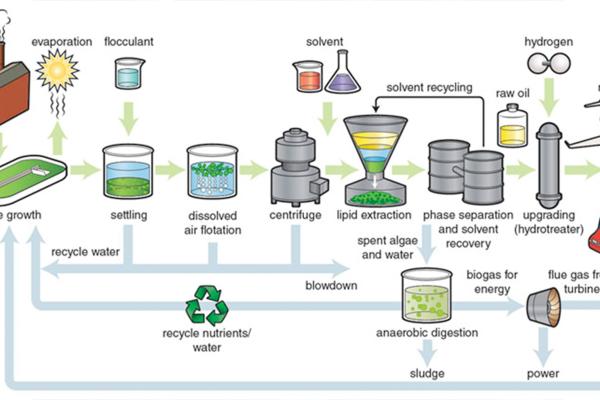 Biotech Company's Journey to Green Energy Transformation